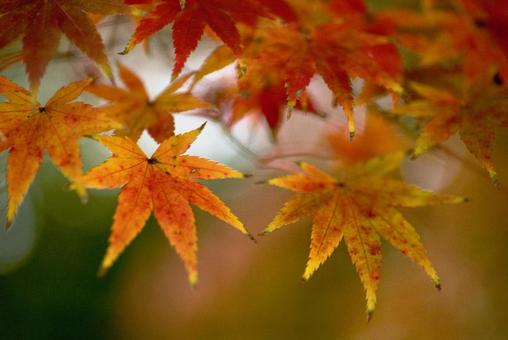 <素材>秋の紅葉したイロハモミジの葉 <素材>秋の紅葉したイロハモミジの葉 紅葉,モミジ,イロハモミジの写真素材