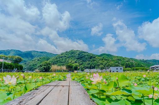初夏の陽光に輝く蓮畑と青い空 初夏の陽光に輝く蓮畑と青い空 蓮,蓮の花,ハスの写真素材