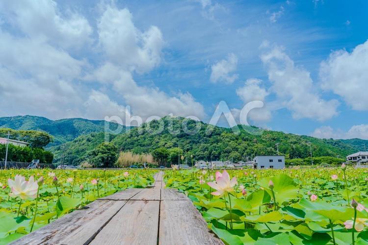 初夏の陽光に輝く蓮畑と青い空 蓮,蓮の花,ハスの写真素材