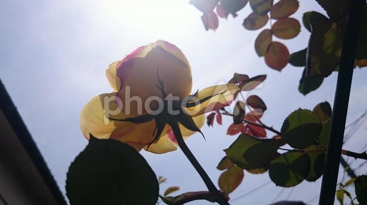 薔薇の花の薄皮 バラ,ブランチ,何人もありませんの写真素材