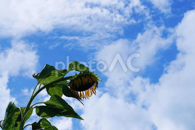 猛暑の夏イメージ 夏,ひまわり,花の写真素材