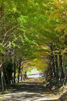 銀杏並木 銀杏並木,銀杏,イチョウの写真素材