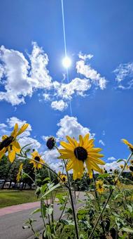 ひまわり畑、夏の光と道 ひまわり畑、夏の光と道 ひまわり,花畑,夏の写真素材