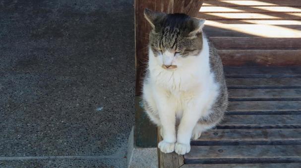 美しいお座り姿を見せるもふもふな眠り猫 猫,キジシロ,眠り猫の写真素材