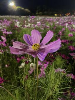 夜晚的宇宙, 宇宙, 花, 粉紅色, JPG