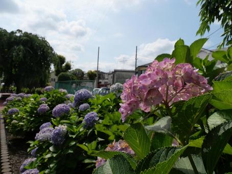Hydrangea, JPG Hydrangea, JPG