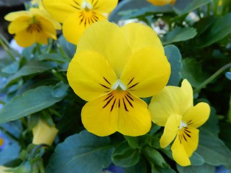 【花の写真】ピオラ ビオラ,三色菫,植物の写真素材