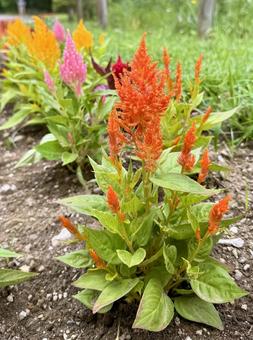 オレンジ色のケイトウの花の写真
