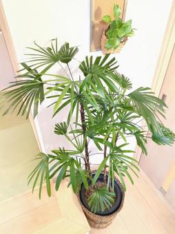 大型観葉植物　シュロチク 10号鉢 の写真