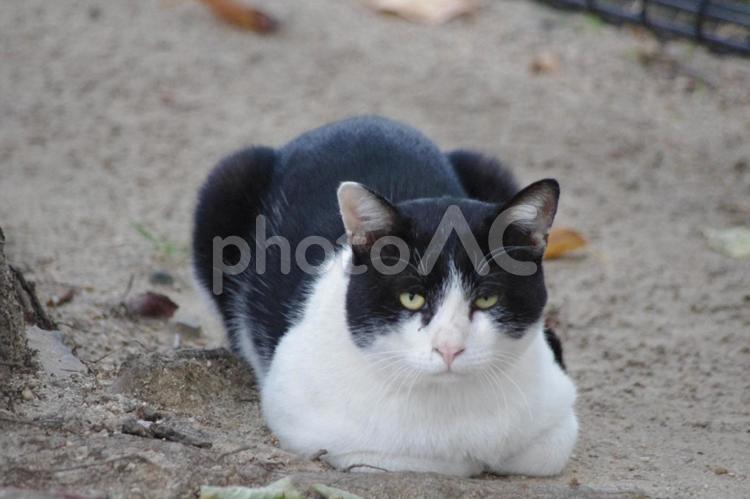 にらみつつ、だんだん目が重くなる猫 ネコ,猫,シロクロの写真素材