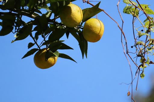 青空と緑の葉と黄色い柚子の実なる木の枝の写真