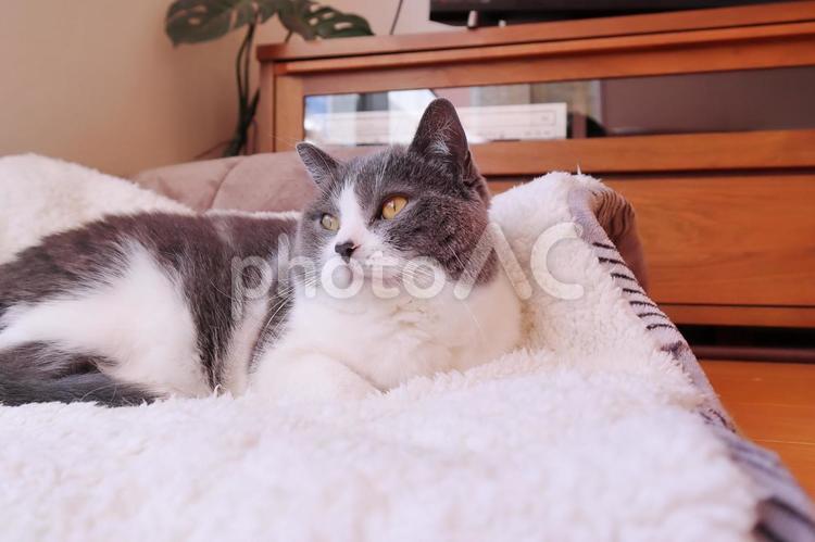 遠くを見つめる可愛いハチワレ猫 猫,ねこ,ネコの写真素材