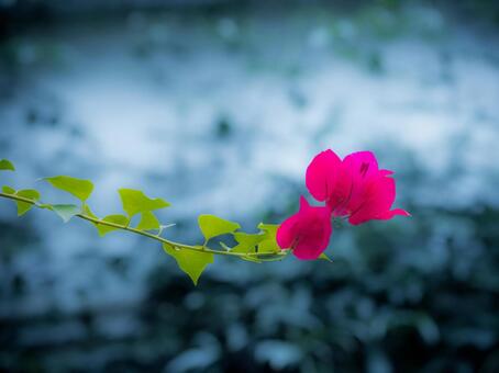 青い背景に映えるピンクの花 花,ピンクの花,ボケの写真素材