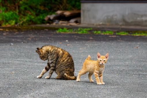 猫(149) 猫(149)の写真