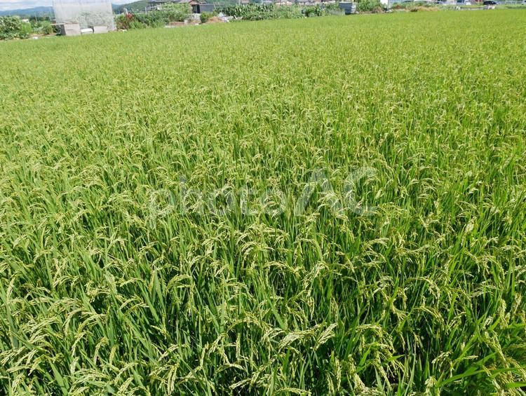 稲穂　ear of rice あぜ道,稲作,稲穂の写真素材