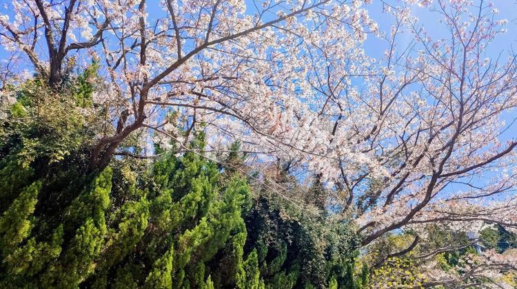 新緑と桜の木 桜,桜の木,春の写真素材