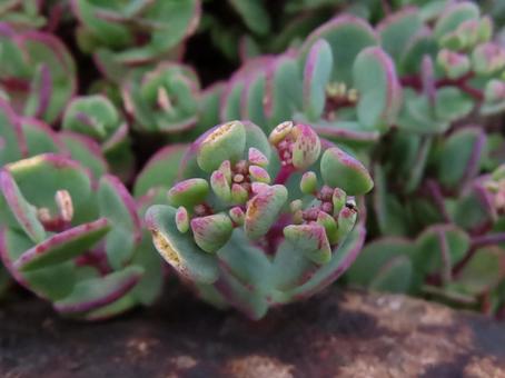 美しい多肉植物、ミセバヤ 美しい多肉植物、ミセバヤの写真