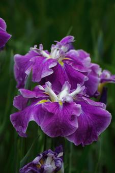 Pass the incense of Edo to now, JPG Pass the incense of Edo to now, plant, flower, iris, JPG