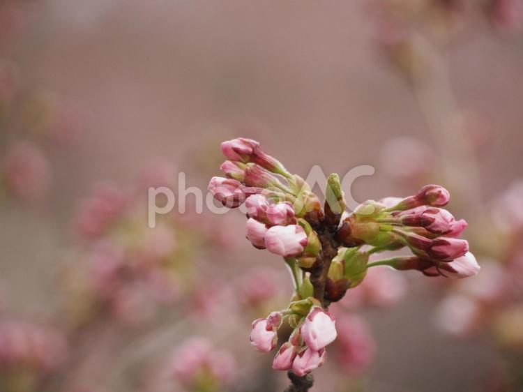 桜　ソメイヨシノ　つぼみ⑦ 桜,さくら,ソメイヨシノの写真素材