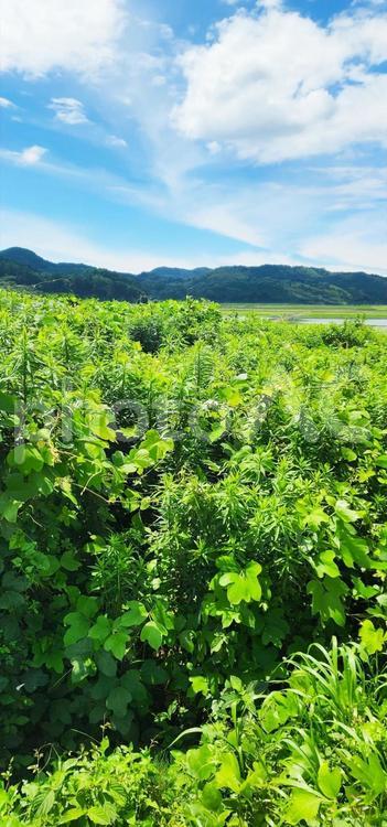 田舎の風景 畑,緑,山の写真素材