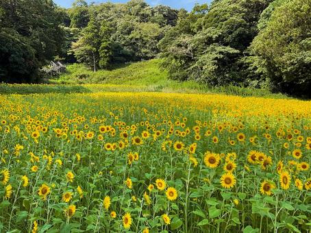 くりはま花の国 8月のひまわり畑 くりはま花の国 8月のひまわり畑の写真
