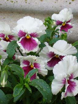 パンジー パンジーの写真