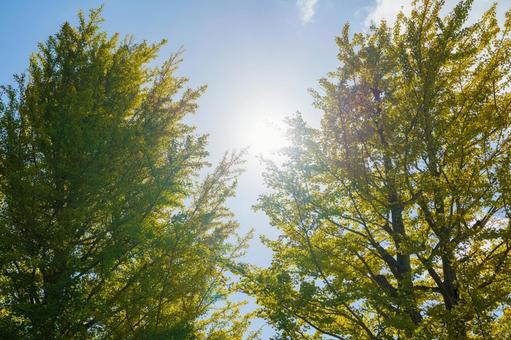 針葉樹の隙間から覗く朝日、太陽光 針葉樹の隙間から覗く朝日、太陽光の写真