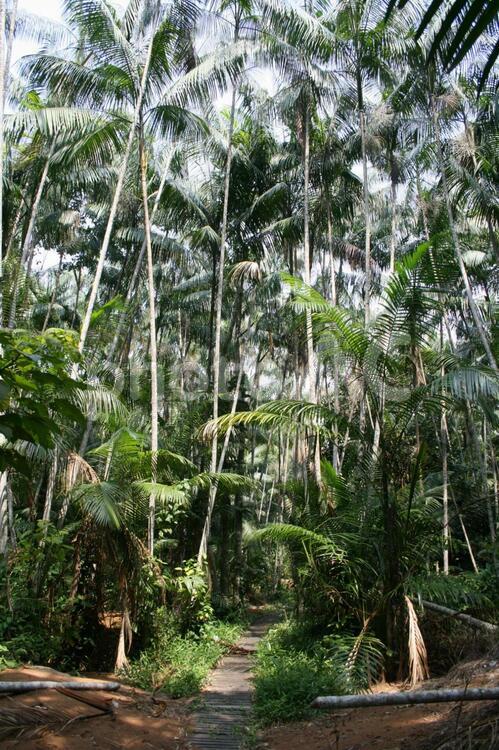 アマゾン地域に茂るアサイー椰子 アサイー,アサイ,アサイー椰子の写真素材