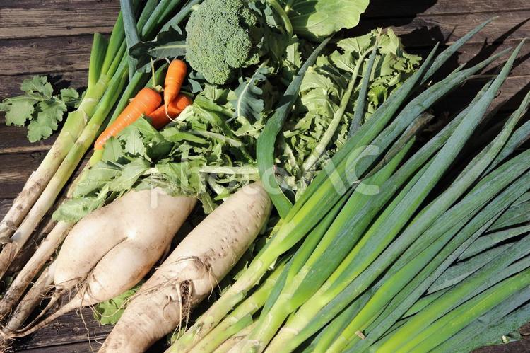 深谷ねぎと冬野菜　鍋の具 深谷ねぎ,深谷ネギ,深谷葱の写真素材
