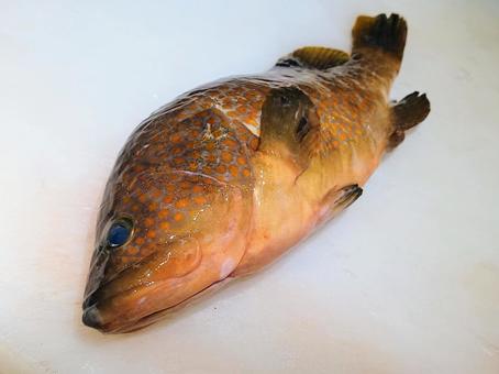 キジハタ キジハタ 魚,アコウ,キジハタの写真素材