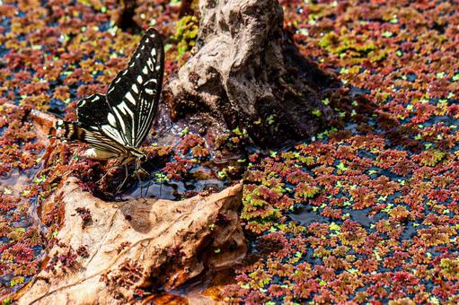 枯れ草にとまるアゲハ 枯れ草にとまるアゲハ ナミアゲハ,アゲハチョウ,アゲハの写真素材