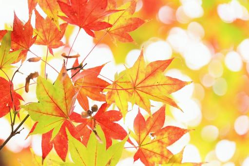 京都の紅葉したモミジ 2 京都の紅葉したモミジ 2の写真