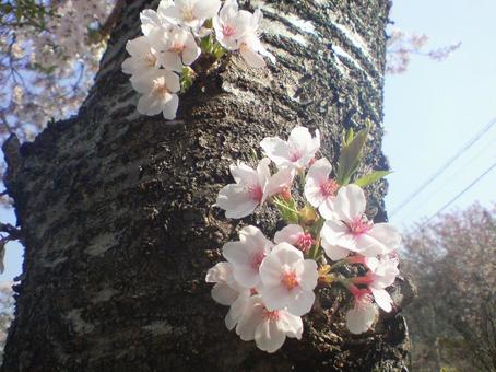 桜の花・春の訪れ_01 桜,花,桜の花の写真素材