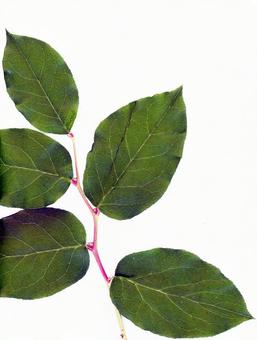 白い紙の上に置かれたむらのある緑の葉 葉っぱ,緑の葉,植物の写真素材