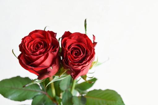 赤いばら 薔薇,バラ,赤いばらの写真素材