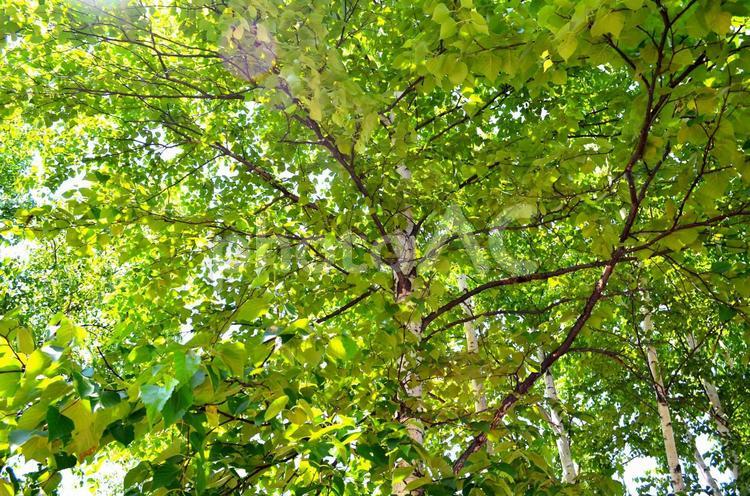 木漏れ日 木漏れ日,木,葉の写真素材
