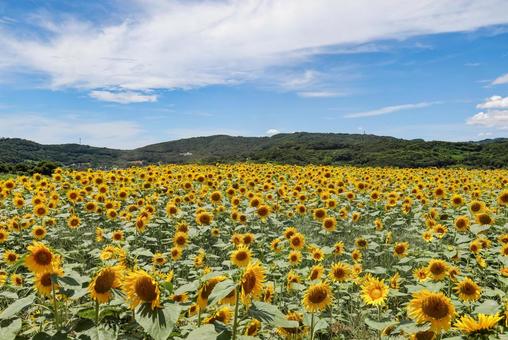 満開のひまわり畑 満開のひまわり畑 ヒマワリ,向日葵,花の写真素材