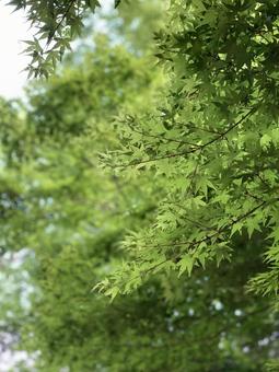 Green, JPG