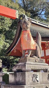 天を見上げる神の使い 伏見稲荷大社,稲荷神社,京都の写真素材