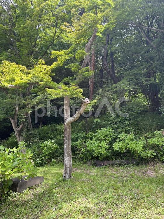 森林③ 自然,晴れ,枝の写真素材