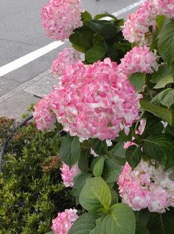 紫陽花 紫陽花の写真