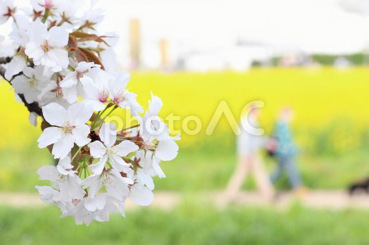 幸手権現堂堤の桜と菜の花 幸手権現堂桜堤,幸手権現堂堤,権現堂公園の写真素材