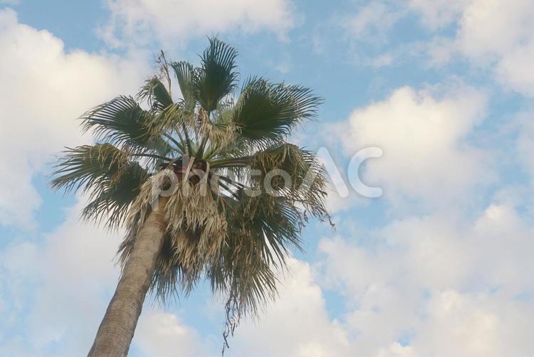南国の樹 樹,木,南国の写真素材