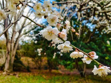 白梅の芝山 白梅の芝山 花見,梅見,3月の写真素材