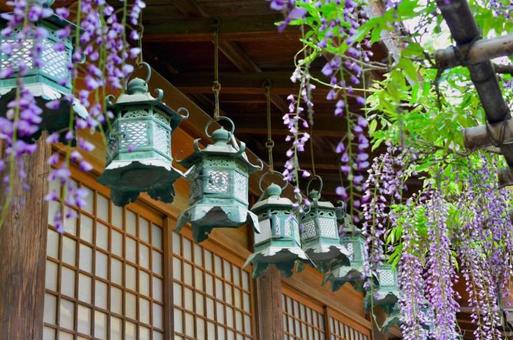 Fuji Kasuga Taisha Shrine with sands, wisteria of sandpaper, kasuga taisha, a shrine, JPG