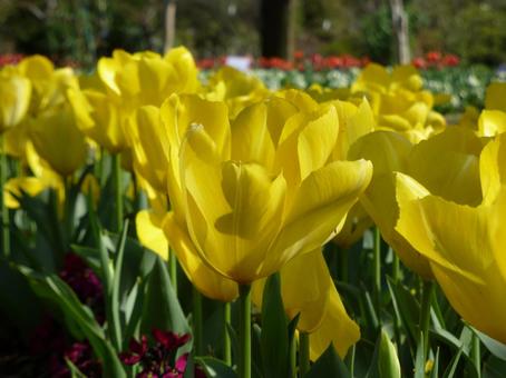 公園の花壇に咲く黄色いチューリップ 公園の花壇に咲く黄色いチューリップ チューリップ,花,植物の写真素材