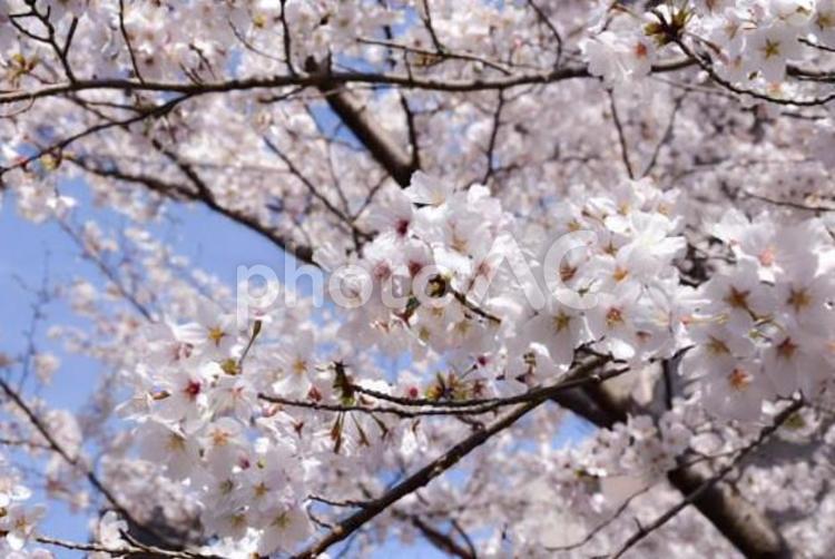 桜　乱れ咲 さくら,サクラ,春の写真素材