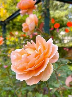 秋のおだやかなバラ バラ,花,植物の写真素材