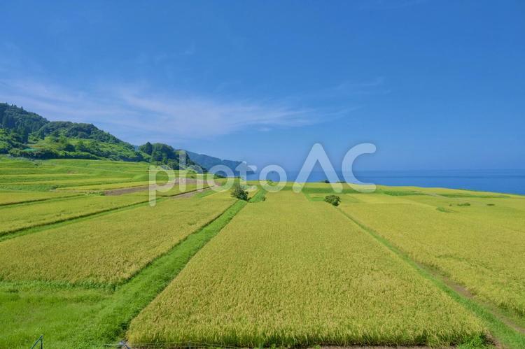 新井の棚田 棚田,田,夏の写真素材