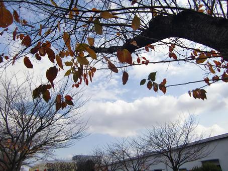 Remaining Autumn Leaves-12, JPG Remaining Autumn Leaves-12, JPG